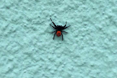 Denizli'de zehirli uğur böceği örümceği görüldü