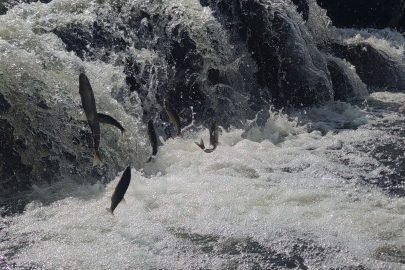 Ağa takılı 2 ton inci kefali kurtarıldı