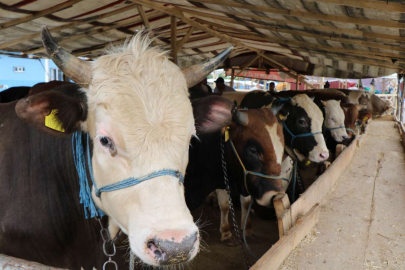 Kurban Bayramı yaklaşırken dikkat: Bunu yapana 65 bin lira ceza kesilecek