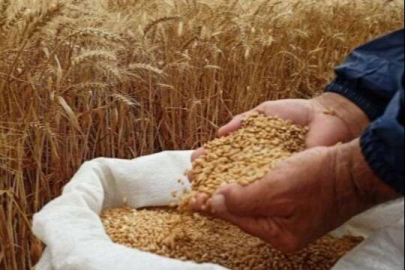 Buğday ve arpada TMO alım fiyatları açıklandı