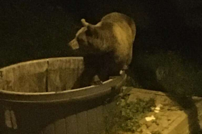 Bursa'da ayılar şehir merkezine indi