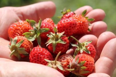 Padişahların meyvesi görücüye çıktı: Taleplere zor yetişiyorlar
