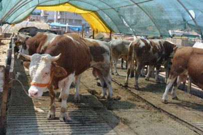 Uzmanlardan kurbanlık seçimi uyarısı