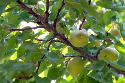Malatya’da kayısı rekoltesinde düşüş beklentisi