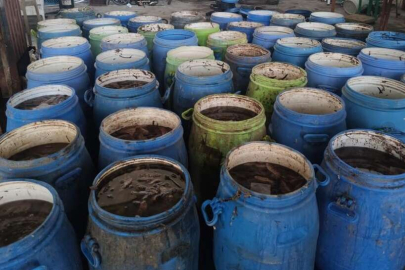 900 kilogram deniz patlıcanı denize salındı