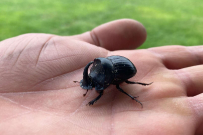 Manisa'da gergedan böceği görüldü
