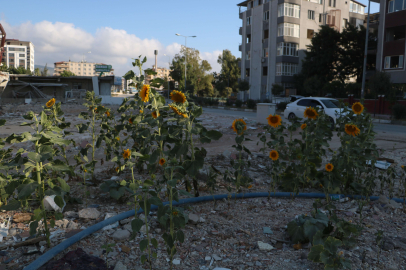 Kuruyemiş dükkanı enkazında ayçiçekleri