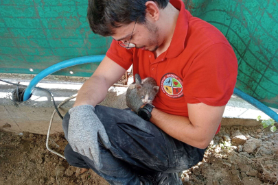 Bursa'da 5 saat süren kedi kurtarma operasyonu!