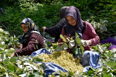Bursa'nın dünyaca ünlü ıhlamur ormanlarında hasat başladı