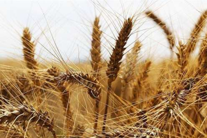 TMO hububat satış fiyatlarını açıkladı