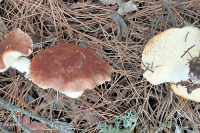 Çorum'da mantardan zehirlenen 4 kişi hastanelik oldu