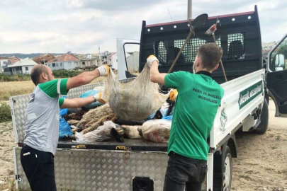 İnegöl Belediyesi 300 ton kurban atığı topladı