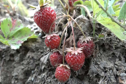 Bursa'da çilek üreticisi zor durumda