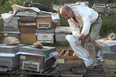 Bursa'da 'pes' dedirten hırsızlık: Arıları kovanlarıyla birlikte çaldılar