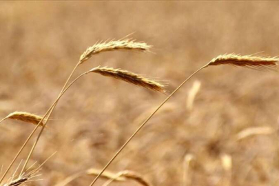 Türkiye'nin arpa rekolte beklentisi 9 milyon ton