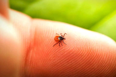 Bakan Koca'dan kene uyarısı: Vakalarda artış var