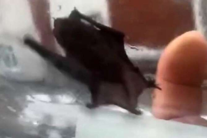 İstanbul'da evlere giren yarasalar paniğe neden oldu