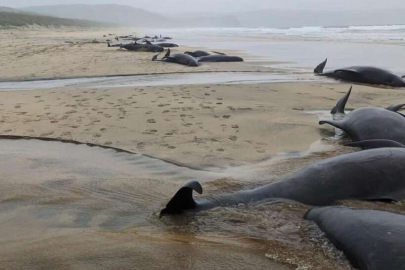 İskoçya’da 55 pilot balina karaya vurdu