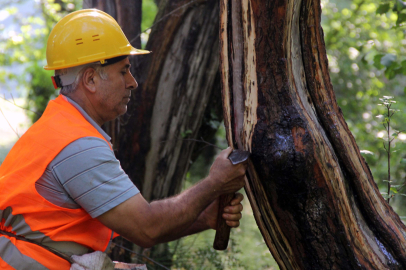 Kilosu 5 bin lira: En pahalı parfümlerin karışımında kullanılıyor