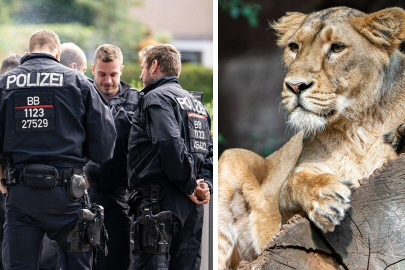 Berlin polisinden uyarı: Evlerinizde kalın, aslan çıkabilir