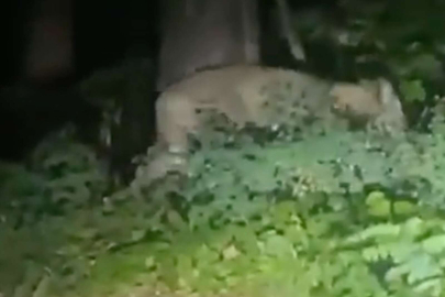 Berlin'de kaçak aslanı arama çalışmaları devam ediyor