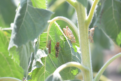 Tekirdağ’da tırtıldan sonra çekirge istilası