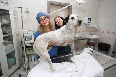 3D yazıcı ile üretilen protezler sokak hayvanlarına umut oluyor