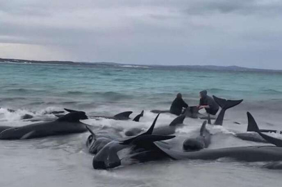 Avustralya'da karaya vuran 50'den fazla balina öldü