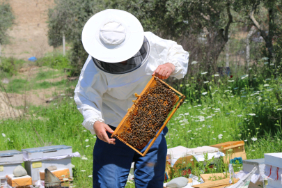 Bal fiyatları açıklandı