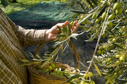 İklim krizi zeytin hasadını vurdu: Fiyatlarda rekor artış