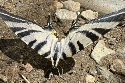 Türkiye'de nadir görülen zebra kırlangıç görüntülendi