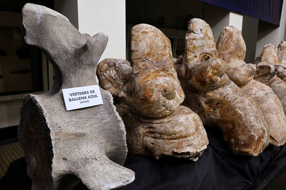 Yaşamış en ağır hayvanın fosili bulundu: 39 milyon yıllık