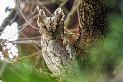 Türkiye’deki en küçük baykuş türü: İshak