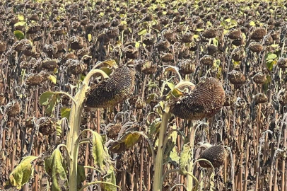 Trakya’da etkili olan aşırı sıcaklar geç ekilen ayçiçeğini olumsuz etkiliyor