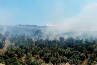 Bursa'da makilik alanda korkutan yangın