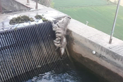 Nesli tükenmekte olan çizgili sırtlan 43 yıl sonra ilk kez görüntülendi
