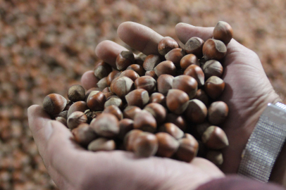 Üretici fındık fiyatından memnun değil