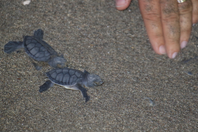 Caretta carettalar Akdeniz'le buluşuyor