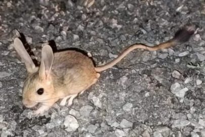 Nesli tükenmekte olan Arap tavşanı Erzincan’da görüntülendi