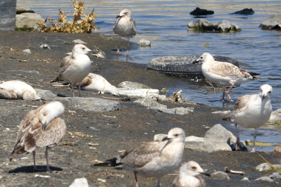 Van Gölü’nden acı fotoğraf: Binlerce martı ölümü bekliyor