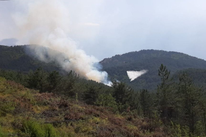 Bolu'da orman yangını