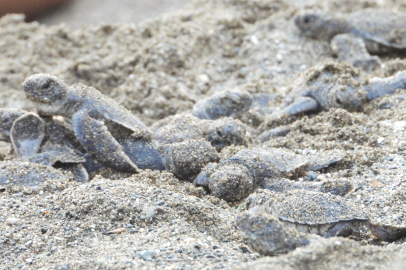 Hatay’da carretta carettalar denizle buluştu