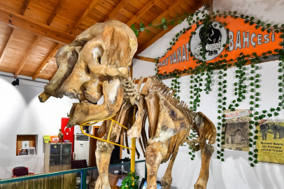 İzmir’in unutulmaz fili Pak Bahadır'ın iskeleti ziyaretçileri bekliyor