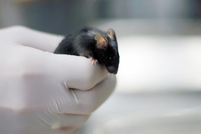 Bilim insanları abur cubur yiyen farelerde kilo alımını önleyen ilaç geliştirdi