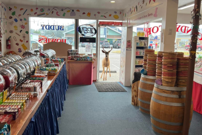 ABD’de şaşkın geyiğin şekerci dükkanına ziyareti gülümsetti