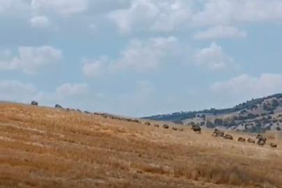 Çorum'da şaşkına çeviren domuz sürüsü