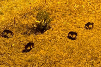 Bursa'da domuzlar sitelere dadandı