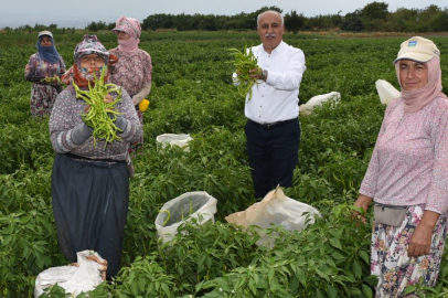İyi tarımın adresi: Yenişehir