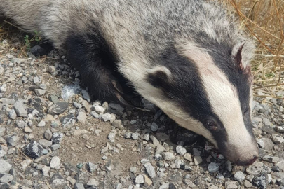 Türkiye’de nadir görülen bal porsuğu ölü bulundu