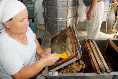 Çam balında rekolte beklentisi 15 bin ton